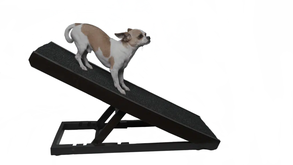 Small dog on Dog Ramp