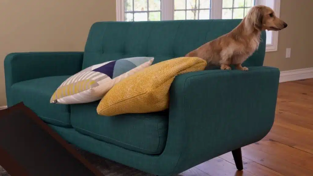 Dog Ramp training on couch