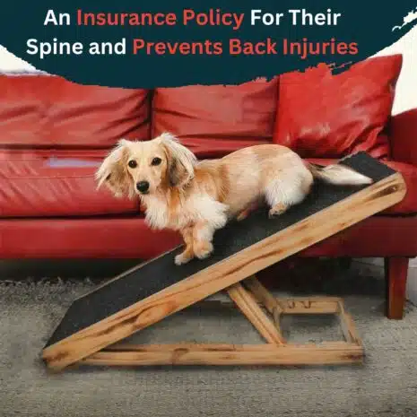 petprotect.in product Image of dog ramp- Prevents back Injuries