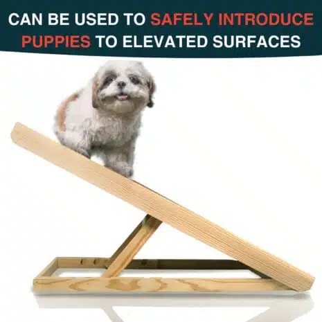 petprotect.in SHIH TZU ON RAMP