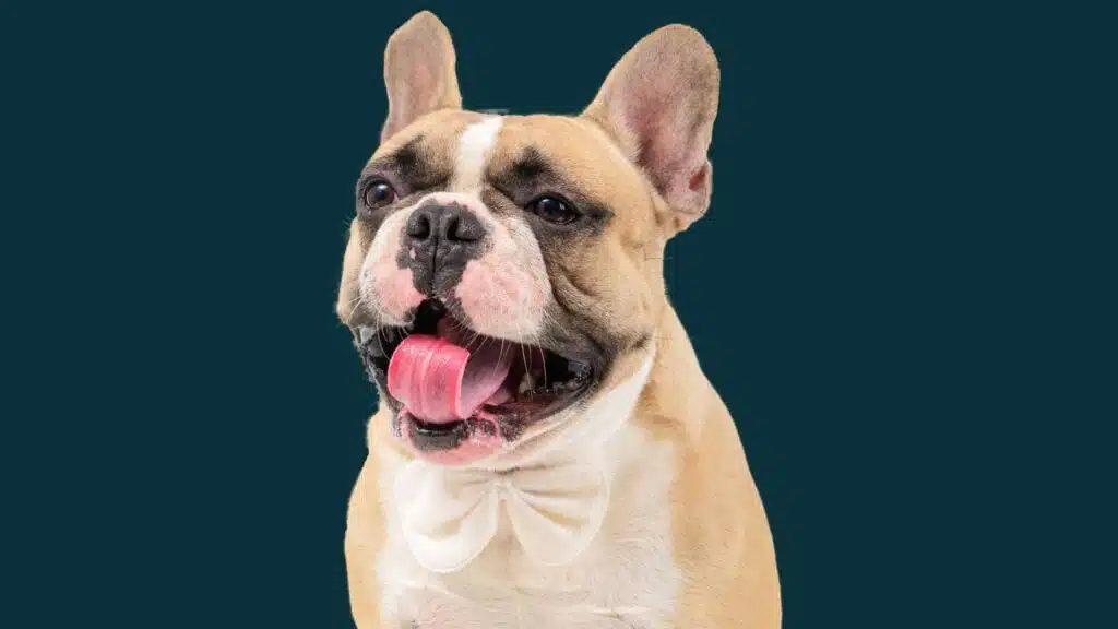 cute-french-bulldog-dog transfer with dark background