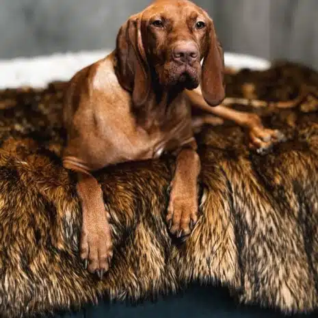 Dog Blanket Luxury